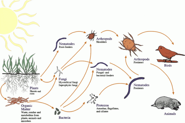 Soil food web diagram