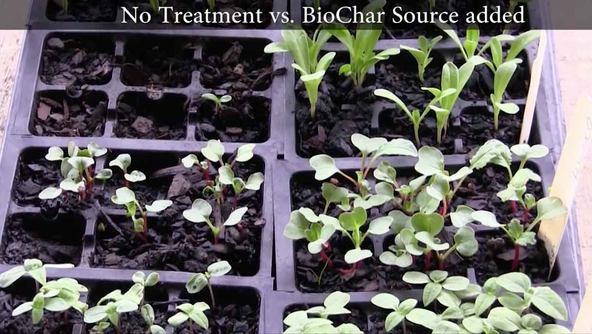 biochar source growing trial with and without still1b