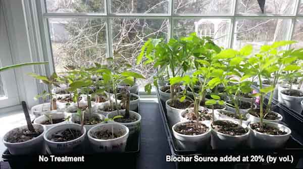 biochar impact chargrow growing trial