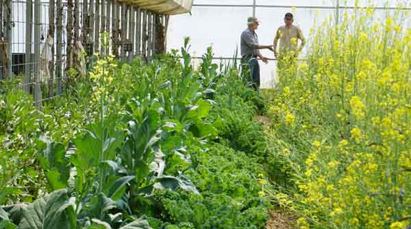 how to use biochar