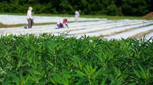 soil amendment products growing hemp