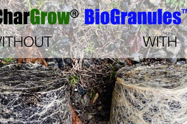 Feature image - Hemp growing trials with CharGrow BioGranules showing improved root development