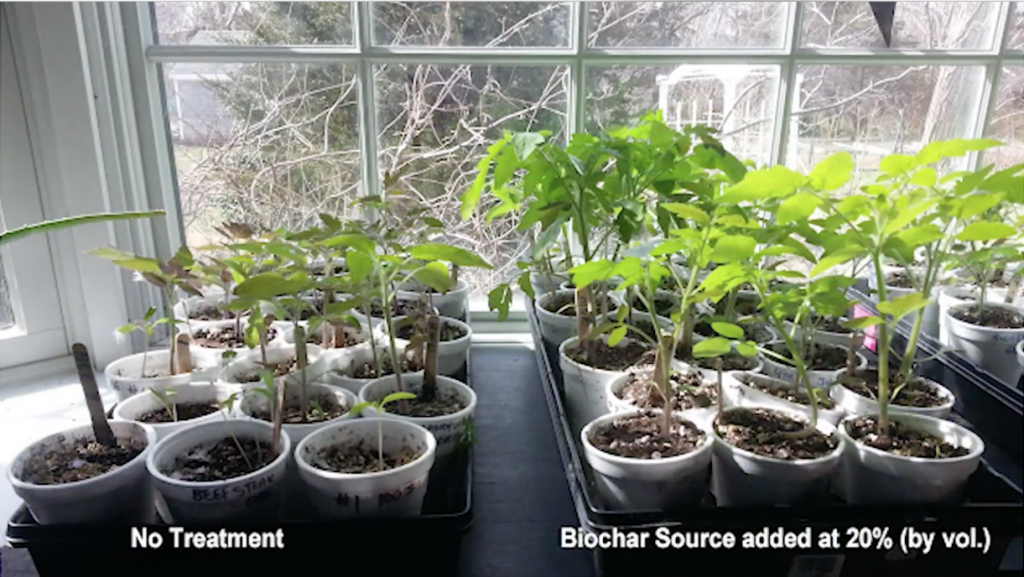 Growing tomatoes with BioChar Source