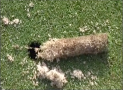 root depth of golf turf improved with CharGrow's biochar microbial inoculant
