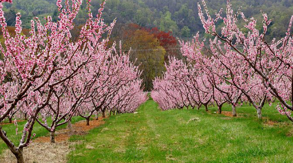 Improve orchard health with biochar